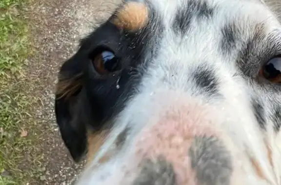 Chien trouvé , photo: Chien errant trouvé à Saint-Hilaire-de-Lusignan