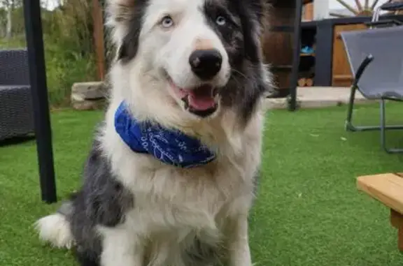 Border collie bleu merle perdu à Istres - photo
