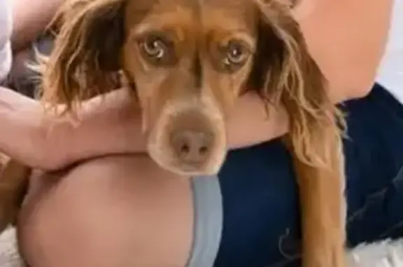 Chien perdu , photo : Chien disparu Fille (fl539133)
