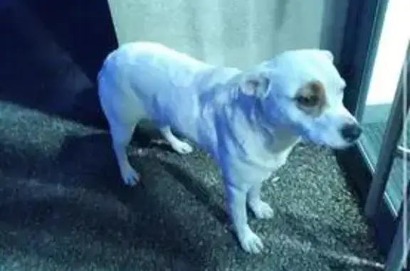 Chienne trouvée à Mauzé-Thouarsais - photo