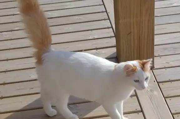 Animaux perdus , photo: Chat perdu à Saint-Jean-la-Bussière