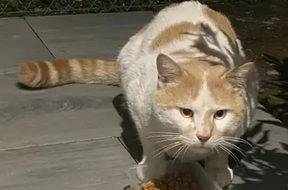 Chat européen blanc/roux trouvé à Mougins - photo