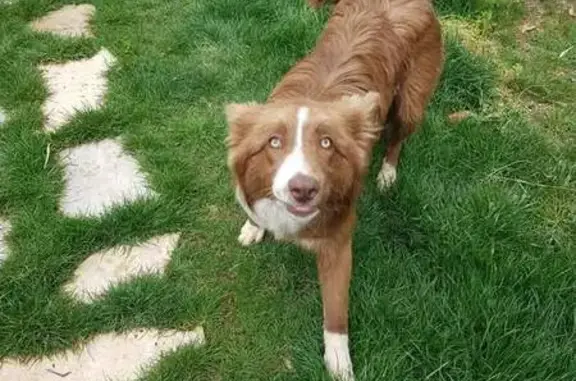 Border collie perdue, Trans-en-Provence - photo