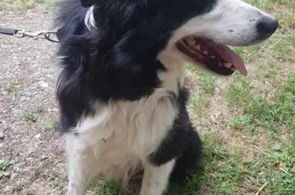 Chien perdu , photo : Border collie femelle perdue à La Bazouge