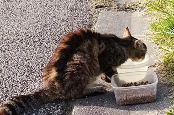 Animaux trouvés Saint-Germain, photo: Chat errant sociable rue de l'Étang
