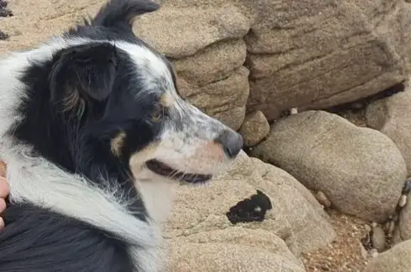 Chien perdu Guidel-Plage, photo : Chien noir et blanc perdu à Guidel