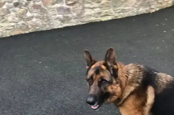Chien trouvé Lanrodec, photo: Chien errant avec collier marron à Lanrodec