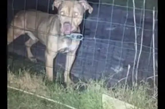 Chien trouvé , photo: Chien marron trouvé, en sécurité à Osmoy