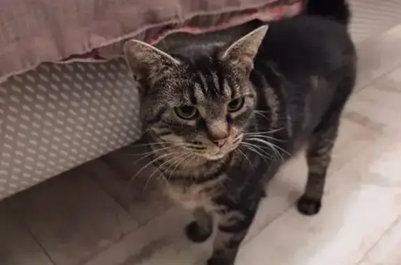 Animaux trouvés Le Havre, photo: Chat trouvé tremblant, Rue Aristide Briand