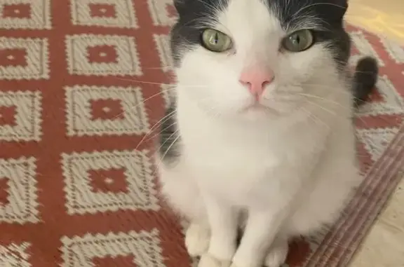Animaux perdus Marcq-en-Barœul, photo: Chat européen gris et blanc disparu