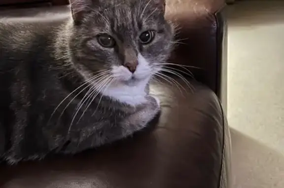 Chat perdu, , photo: Chat gris et blanc 10 ans perdu à Lège-Cap