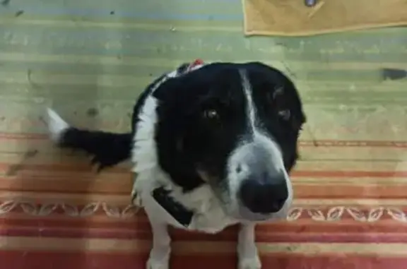 Chien trouvé Cestas, photo: Chienne Border Collie trouvée à Cestas