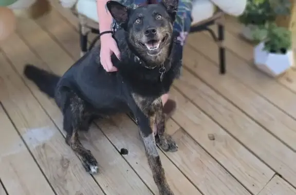 Lost Dog Alert: Black/Brindle in Washburn