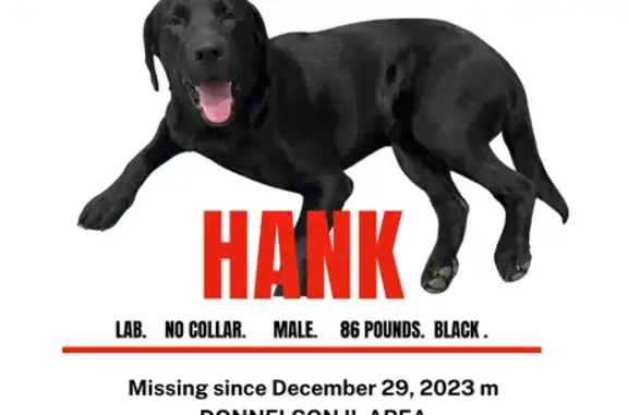 Lost Black Lab on Stringtown Rd, Sorento