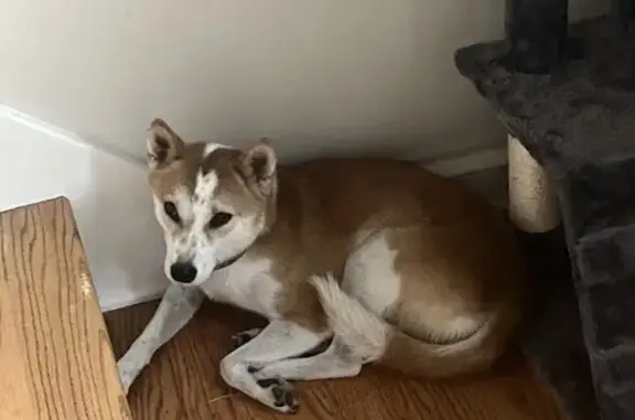 Lost Shiba Inu: Seen Near Nall Ave