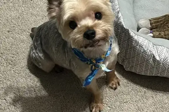 Lost Yorkie: Silver & Tan in Severn