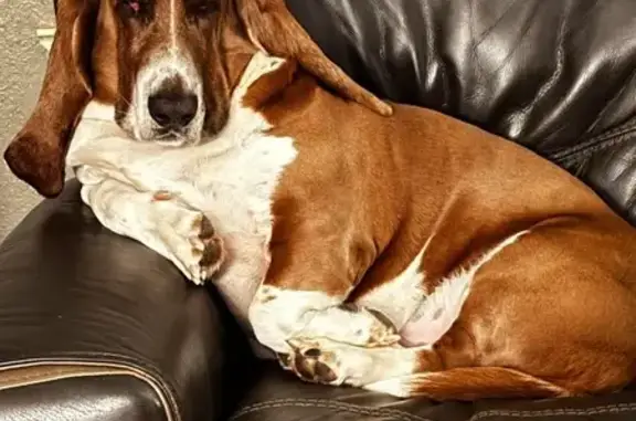 Help Find Our Friendly Bassett Hound!