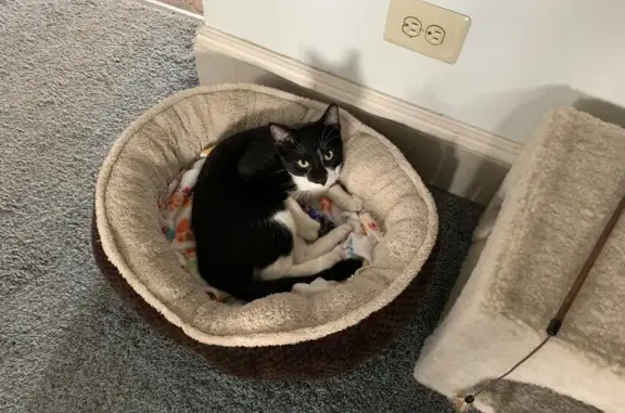 Lost Black/White Cat on Bergen St, Hamilton