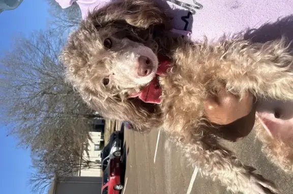 Lost Toy Poodle: Help Find Psyche!