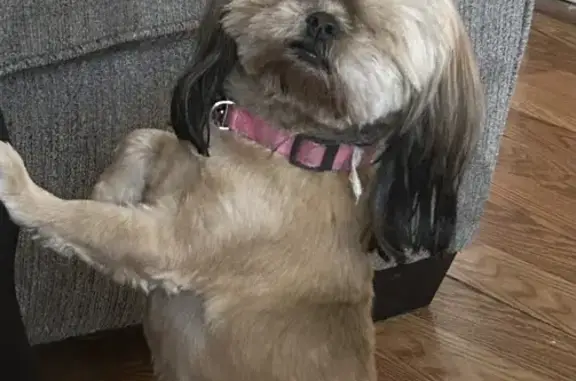 Lost Sandy: Blond Shih Tzu on South Willow