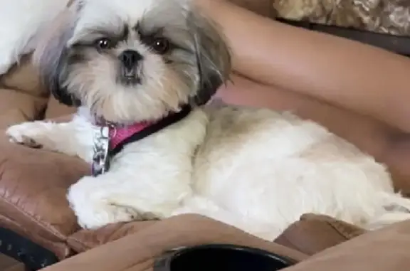 Lost Shih Tzu: White/Brown, Harkey Rd