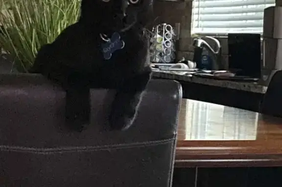 Lost Black Cat: Jade, Blue Collar, Lincoln