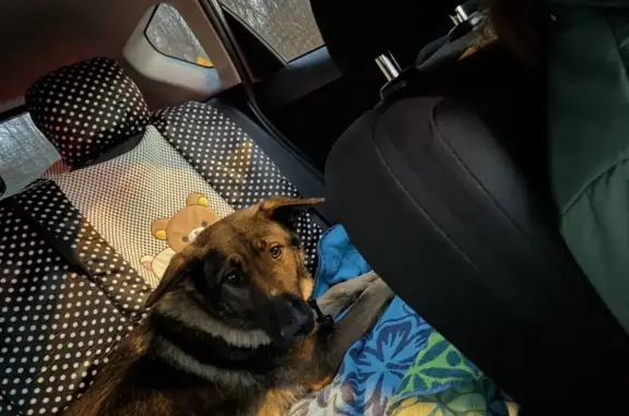 Lost German Shepherd on Qualls Lane