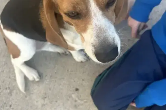 Found: Sweet Beagle on 2nd Ave East