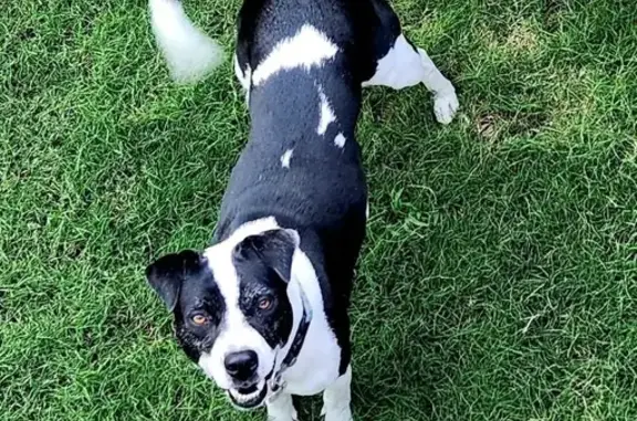 Lost: Black & White Dog, Memphis Area