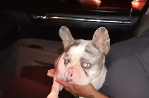 Lost Merle Frenchie: Oleander Ave, 822