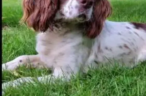 Chien perdu , photo : Chien springer femelle perdu à Châtillon