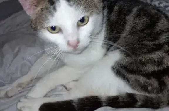 Chat femelle sociable trouvé à Hénin-Beaumont - photo