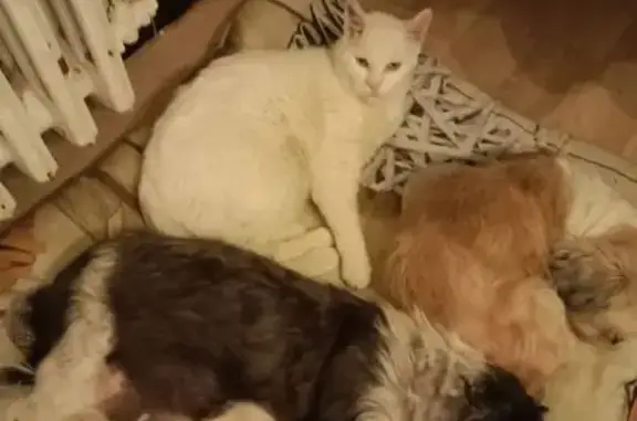 Animaux perdus Toulon, photo: Chat blanc disparu, yeux verts, Toulon