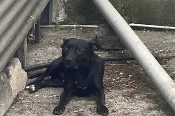Chienne noire trouvée au Chemin Farjeau - photo