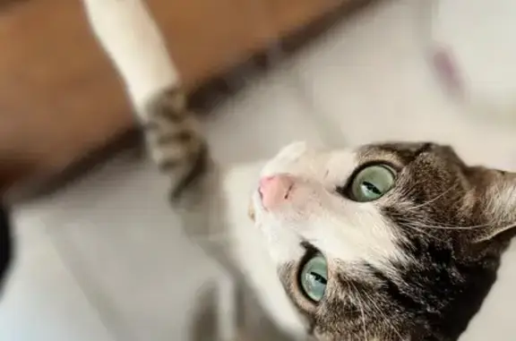 Animaux perdus Angoulême, photo: Chat tigré/blanc perdu à Angoulême