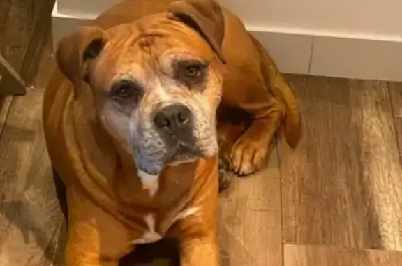 Animaux perdus Montreuil, photo: Boxer fauve 12 ans perdu à Montreuil