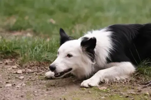 Animaux perdus , photo: Chienne disparue à Risoul le 31 décembre