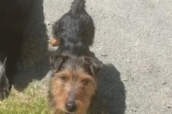 Chien perdu , photo : Chien noir-marron perdu à Labessière