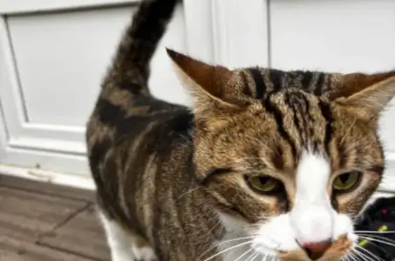 Chat trouvé, Impasse Nungesser, Versailles - photo