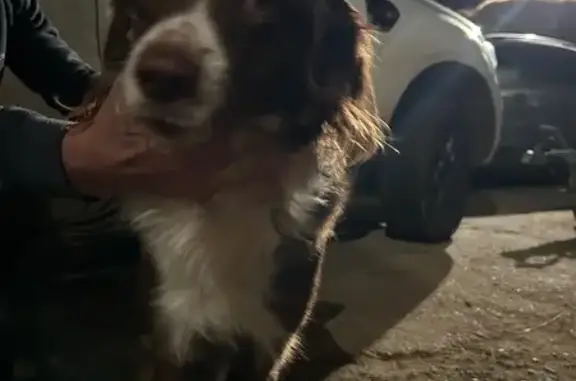 Chienne trouvée à Saint-Arroumex - photo