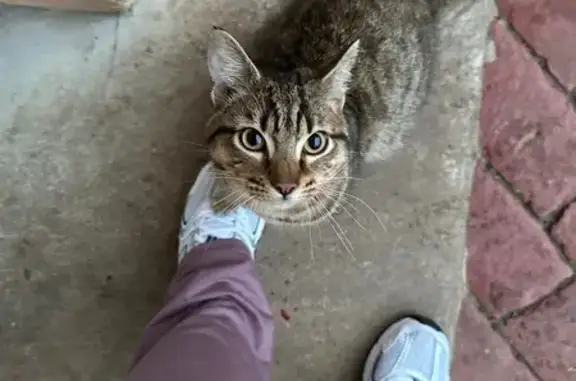 Chat mâle câlin trouvé à Versailles - photo