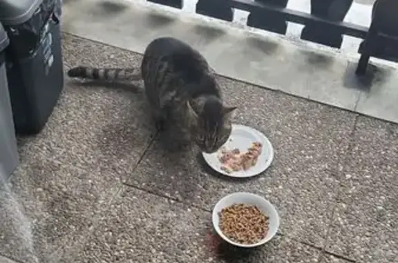 Animaux trouvés Saint-Gervais-les-Bains, photo: Chat européen affamé trouvé à Saint-Gervais