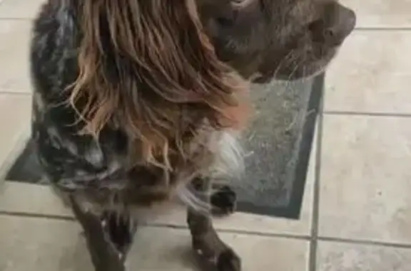 Chien trouvé sans identification à Bressuire - photo