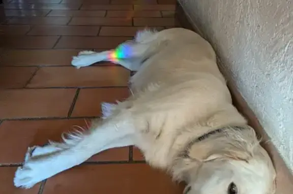 Animaux perdus , photo: Golden retriever perdu à Orcières