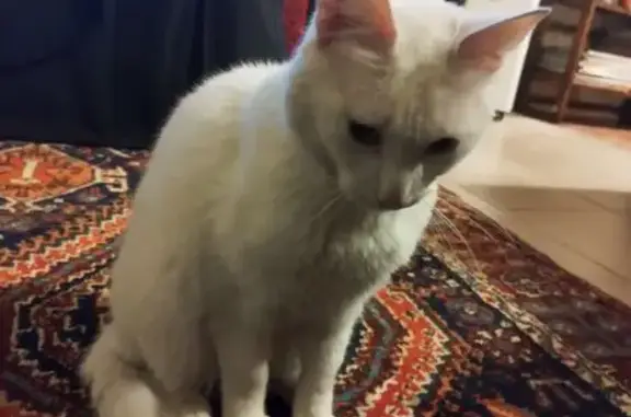 Chat trouvé Bois-Colombes, photo: Chat blanc aux yeux bleus trouvé à Bois-Colombes