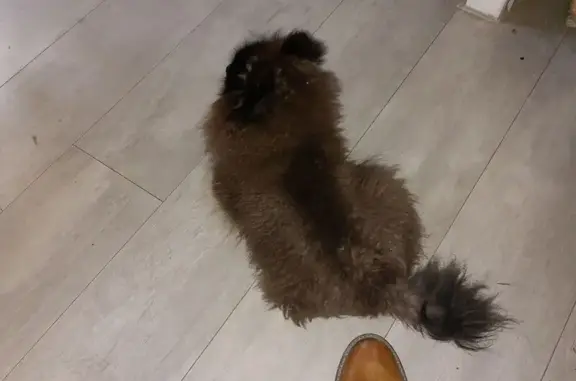 Chien trouvé Le Bourget-du-Lac, photo: Loulou de Poméranie trouvé au Bourget-du-Lac
