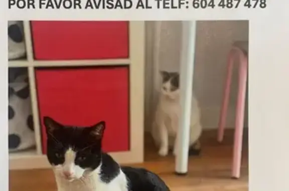 ¡Gato Perdido! Figaro en Alicante