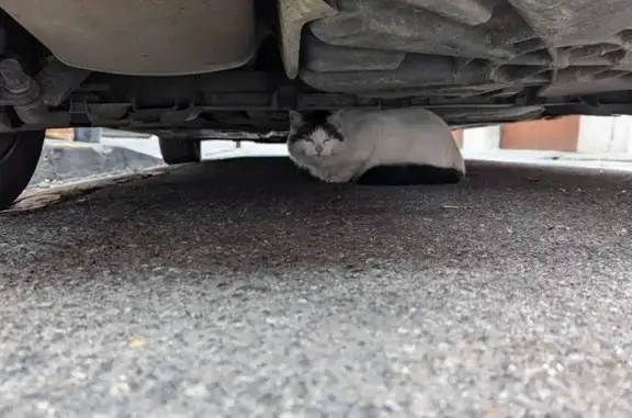 Chat apeuré sous voiture à Toulouse - photo
