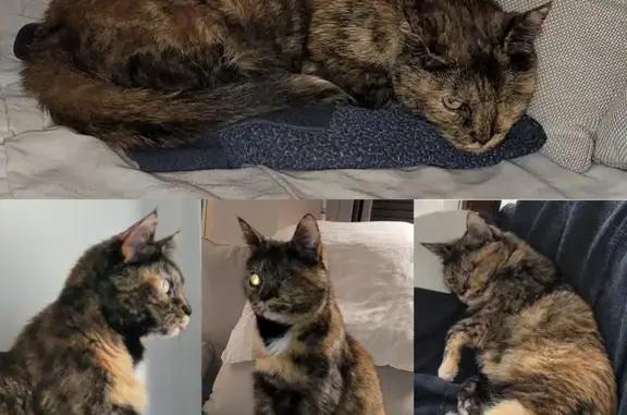 Chatte écaille de tortue perdue à Plaisir - photo