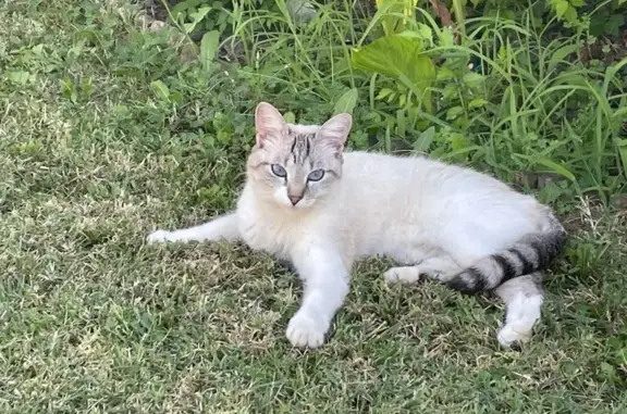 Animaux perdus , photo: Chat disparu Fille (fl539224)